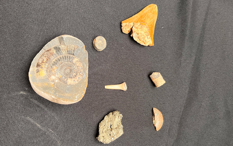 Jack's collection of Dinosaur Artefacts including a Megaladon tooth (top right-hind corner) and Fool's Gold (bottom centre)